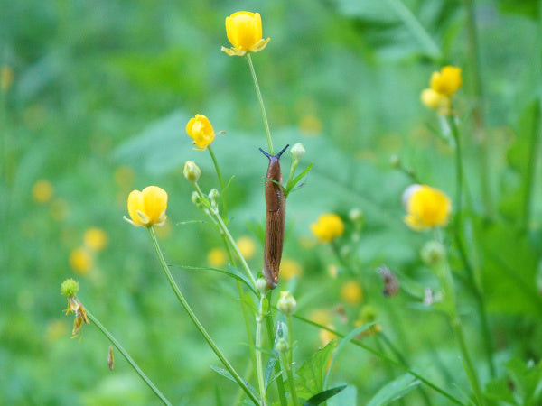 Nacktschnecke an Butterblume