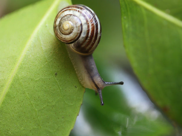 Schnecke auf Blatt